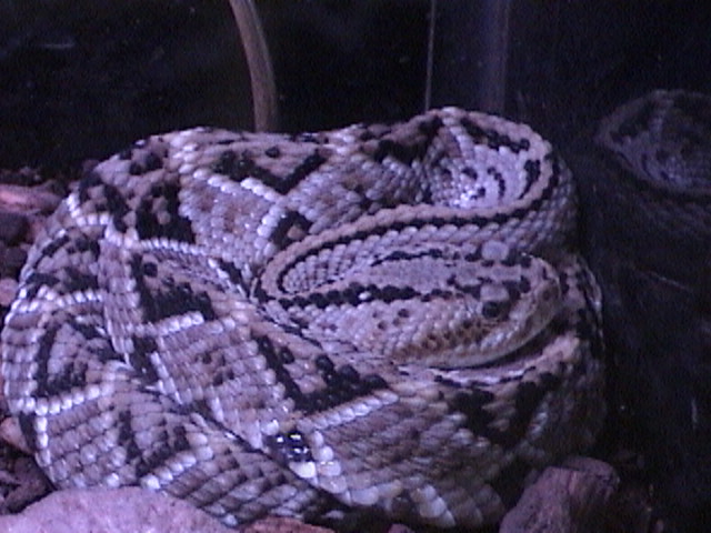 crotalus durissus.jpg [96 Kb]